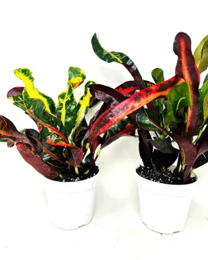 Croton Mammy 2 Pack 4" Pots -Easy to Care Houseplants