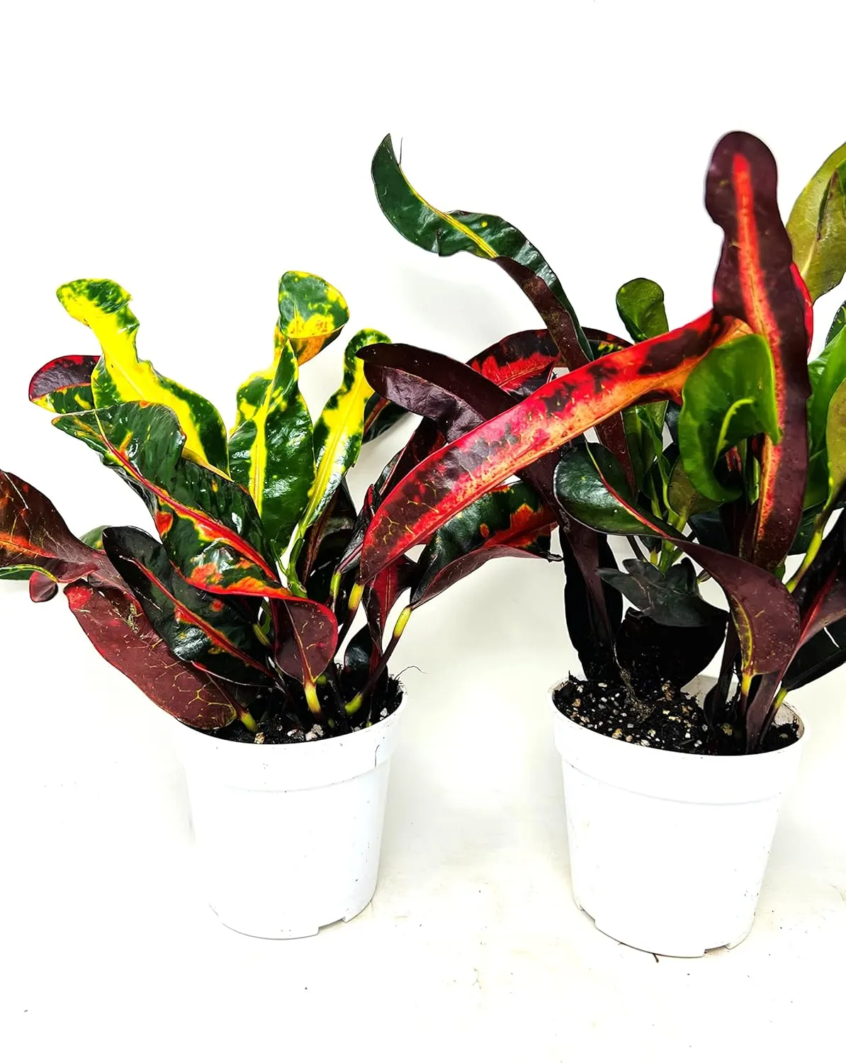 Croton Mammy 2 Pack 4" Pots -Easy to Care Houseplants