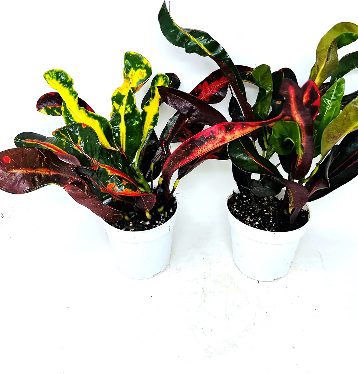 Croton Mammy 2 Pack 4" Pots -Easy to Care Houseplants